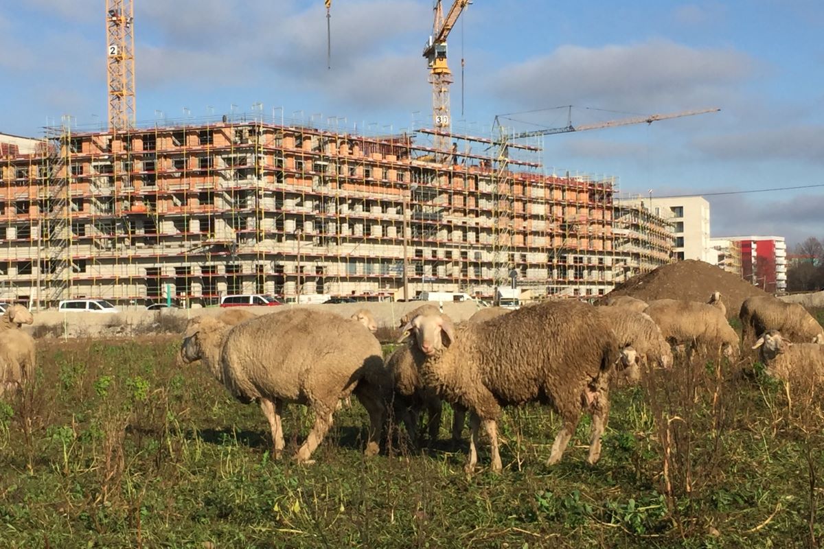 Baustelle Freiham mit Schafen