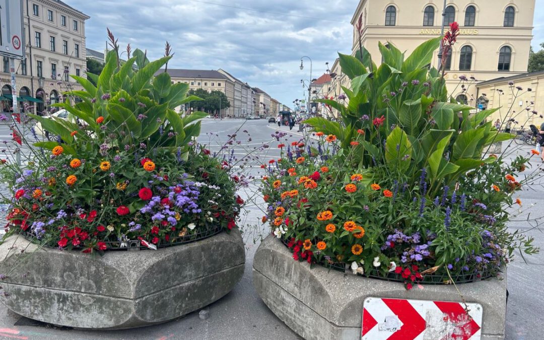 Pflanztröge am Odeonsplatz