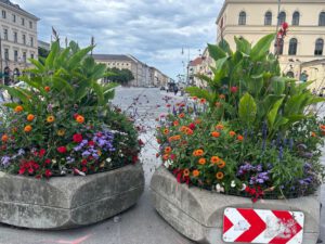 Wieviel Grün verträgt die Ludwigstraße? Pflanztröge am Odeonsplatz