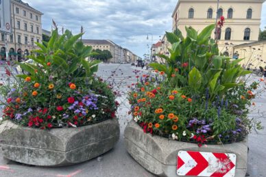 Pflanztröge am Odeonsplatz