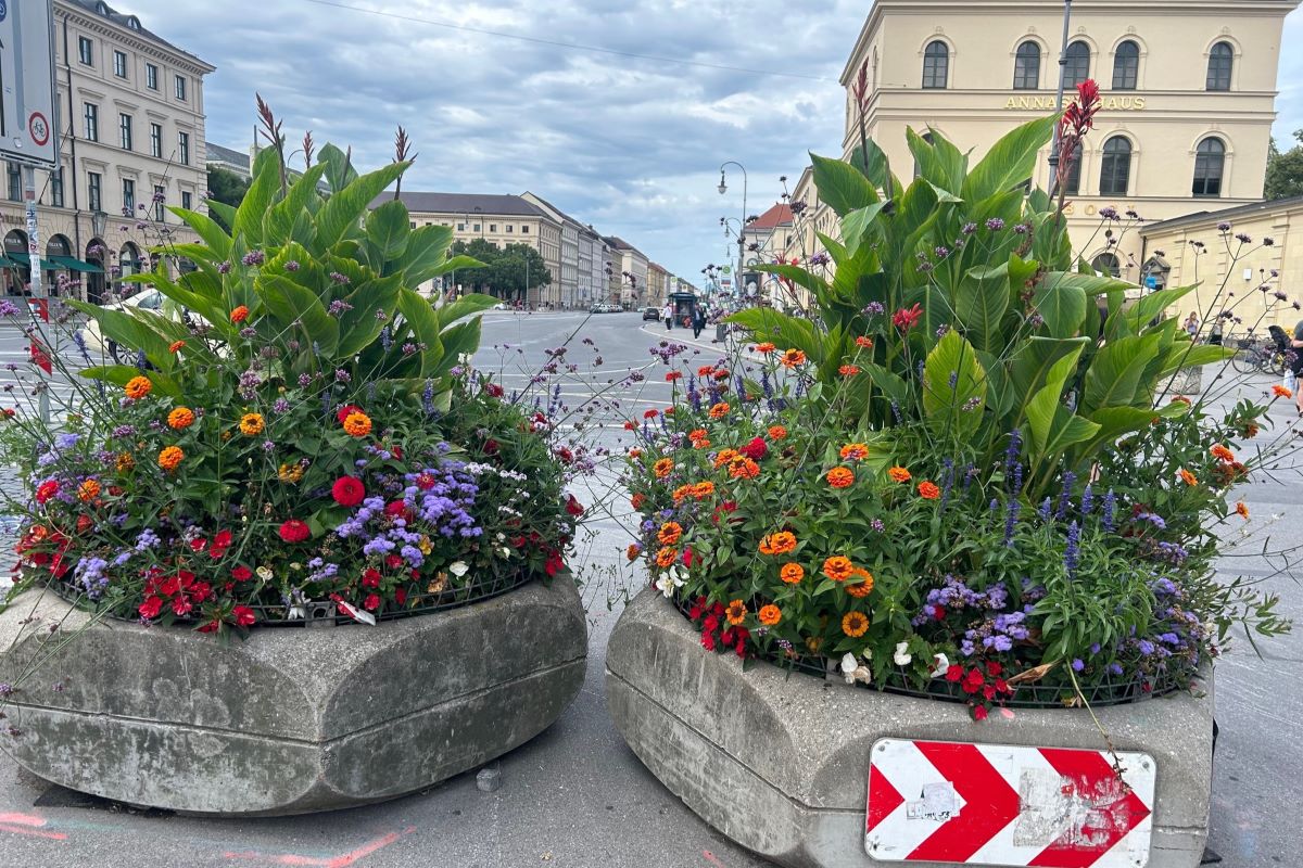 Pflanztröge am Odeonsplatz