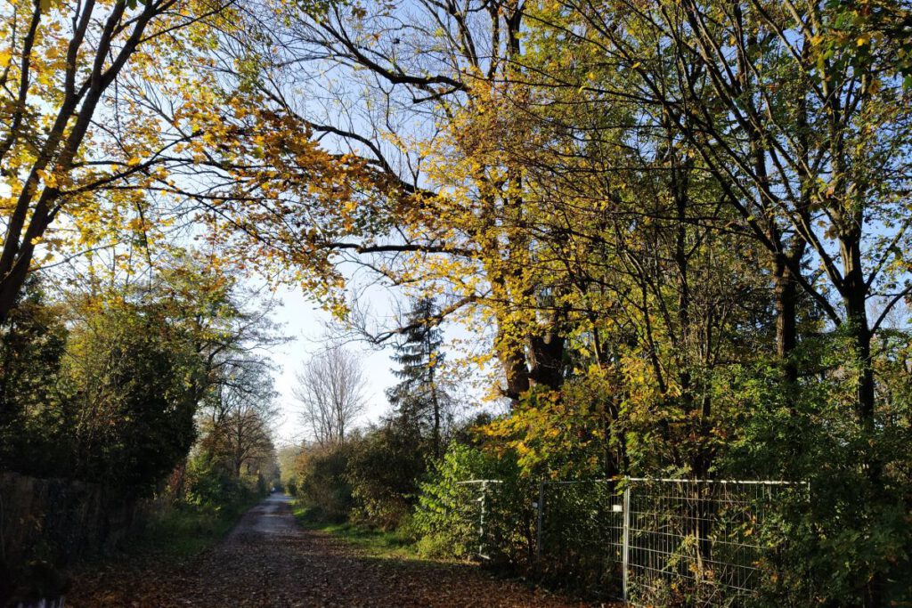 Der verwilderte Eggarten Ende Oktober 2024: Stadtgrün laut EU-Verordnung (Daxetstraße)