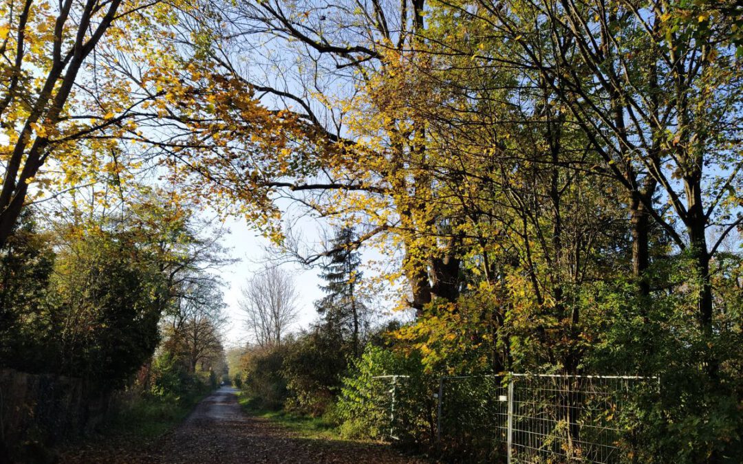 Der verwilderte Eggarten Ende Oktober 2024: Stadtgrün laut EU-Verordnung (Daxetstraße)