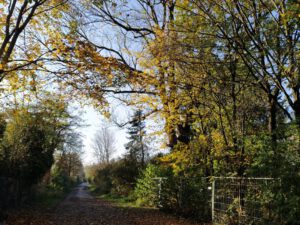 Der verwilderte Eggarten Ende Oktober 2024: Stadtgrün laut EU-Verordnung (Daxetstraße)