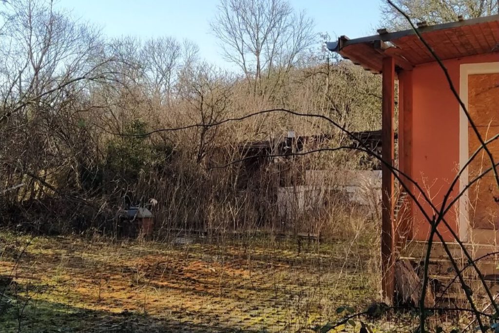 Natur erobert Garten zurück (Marderstraße, Ende November 2024)