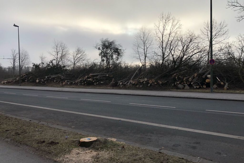 Gefällte Bäume an der Straße