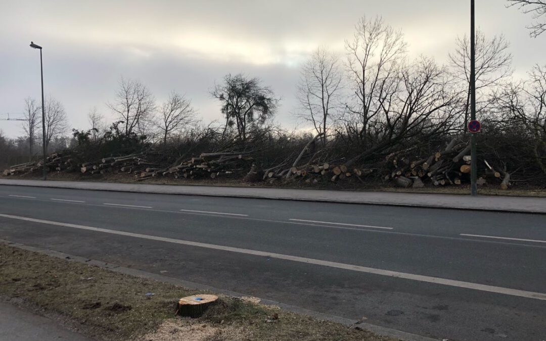 Gefällte Bäume an der Straße