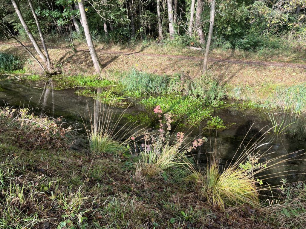 Neuer Lebensraum am Kalterbach: Durch Gehölzentfernung und Mahd fördert das RKU Libellen und weitere moortypische Arten.