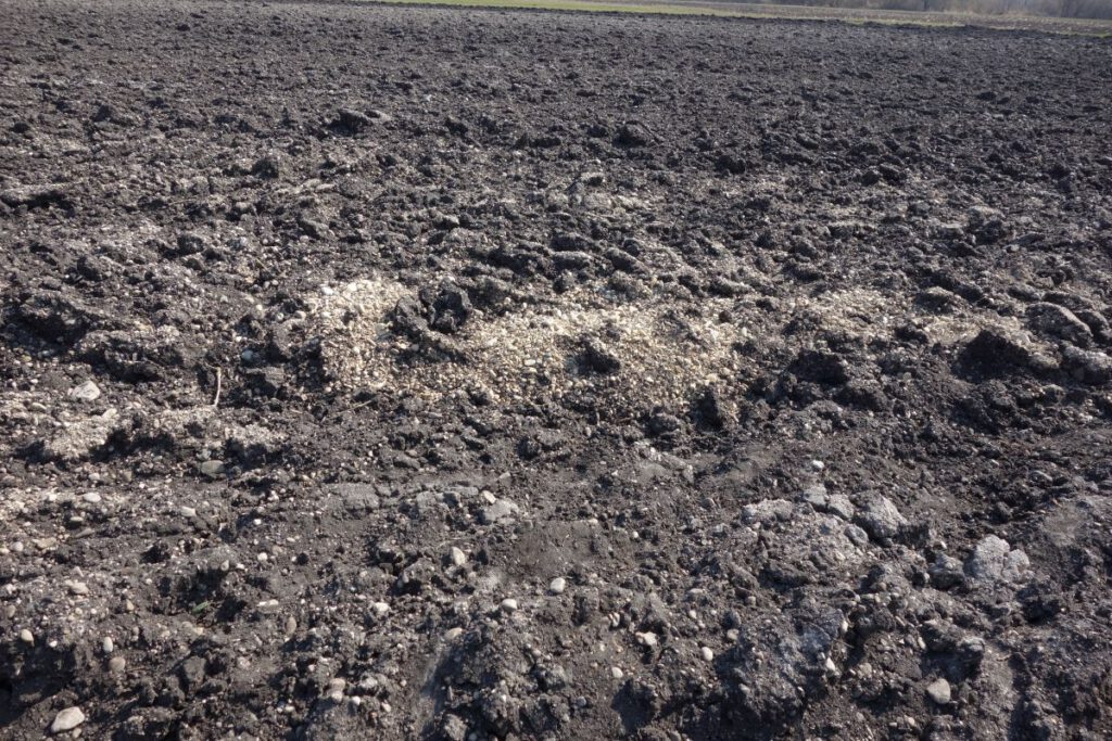 Moornutzung ist endlich: auf den flachgründigen Moorböden des Krenmoos vermischt sich der Ackerhorizont mit dem darunterliegenden Schotter der Münchner Schotterebene.